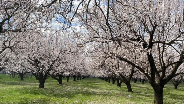 Kayısı ağaçları çiçek açtı, Iğdır Ovası beyaza büründü