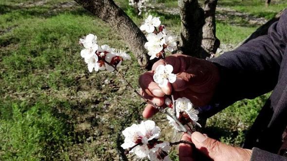 Kayseri'de geçen yıl don nedeniyle hasat yapılamayan kayısı ağaçlarında 13 bin ton rekolte hedefi