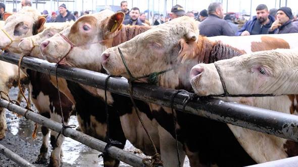 Türkiye'nin en büyük canlı hayvan pazarında yoğunluk