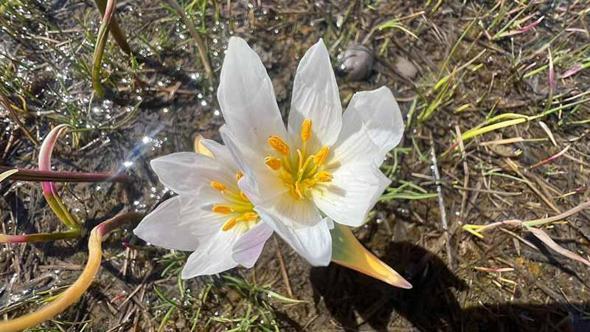 Yüksekova'da baharın müjdecisi kardelenler çiçek açtı
