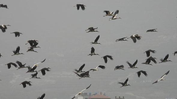 Göç yolundaki Hatay'da mola veren leylekler, sulak alanlar ve gökyüzünü kapladı