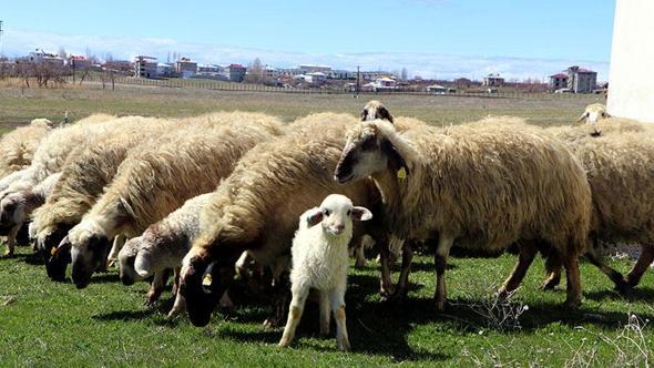Van'da koruma altındaki Norduz koyunu doğumları başladı