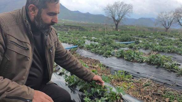 Coğrafi işaretli Sason çileğinde hasat mayısa kaldı