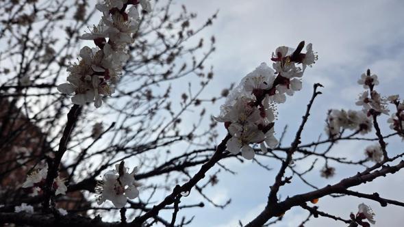 Doğu Karadeniz’de nisan ayında kar yağdı