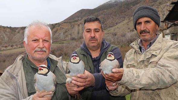 Erzurum Oltu’da 350 kınalı keklik halkalandı