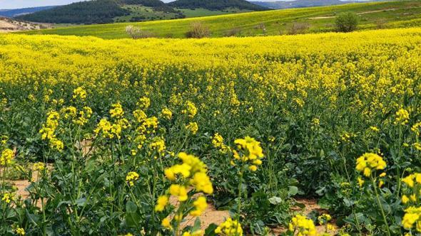 Trakya'nın 'sarı altın çiçeği’ kanola ile tarlalar renklendi