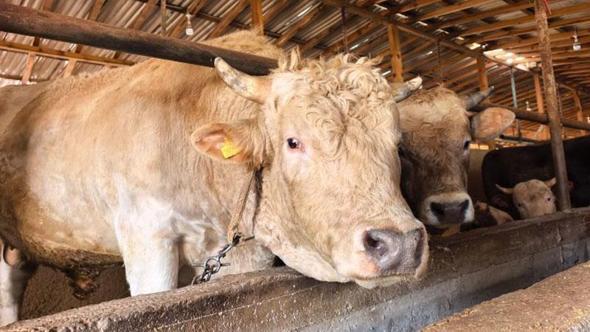 1,1 tonluk kurbanlık boğa ‘Paşa’, 500 bin TL'den satışa çıkarıldı