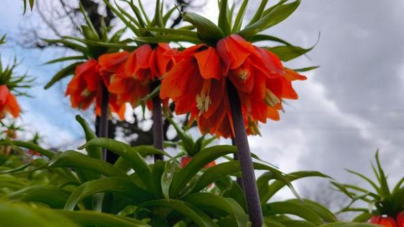 Koparmanın 700 bin lira cezasının olduğu 'ters lale' için Sason'a ziyaretçi akını