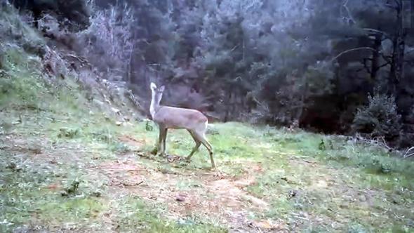 Ganos Dağı'nda karaca ve domuz sürüsü görüntülendi