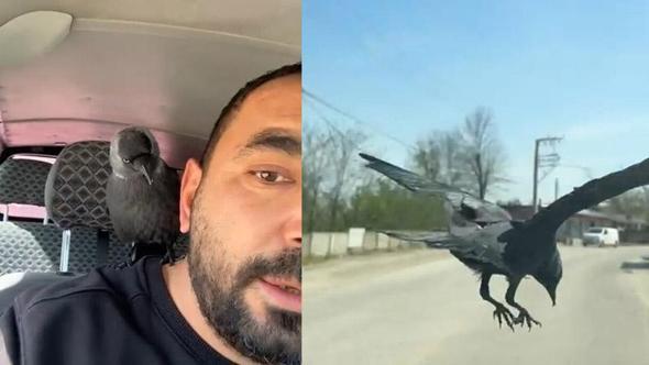 Okşayıp sevdiği karga peşini bırakmadı