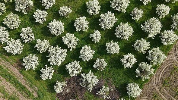 Bursa'da meyve ağaçlarının çiçek açtığı bahçeler dronla görüntülendi