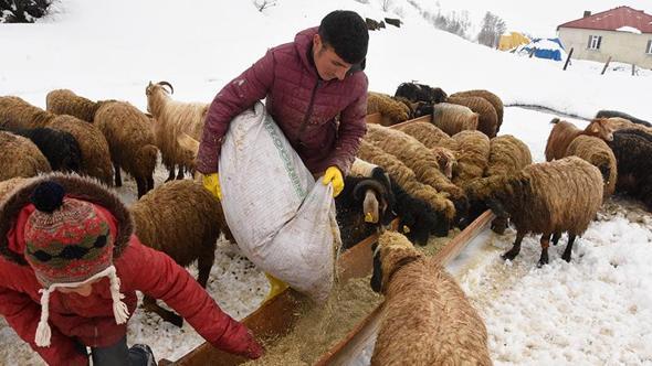 Bitlis'te nisan karı, besicileri zor durumda bıraktı