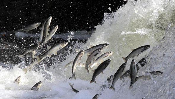 Yağışlar yüz güldürdü, inci kefali üreme sezonuna güçlü giriyor