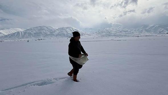 Karla kaplı tarlaya yonca ekti