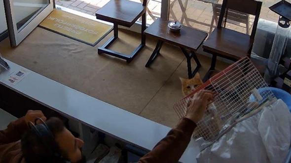 Kedinin, dükkandaki kuşlara saldırdığı anlar kamerada