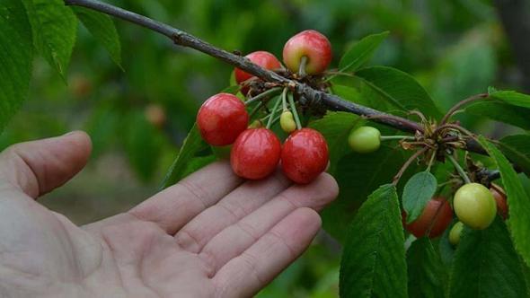 Manisa'da sezonun ilk kirazı 6 bin TL'den satıldı