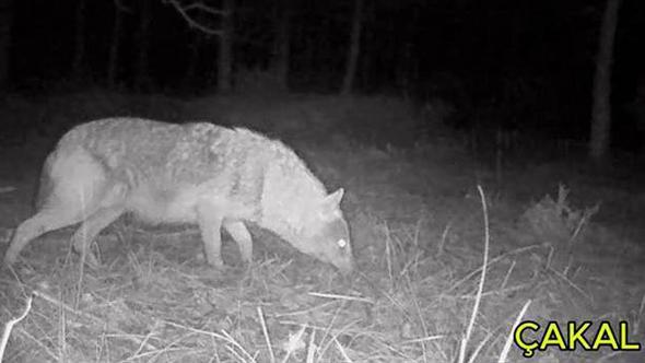 Ormanlara kurduğu fotokapanla yaban hayvanlarını görüntülüyor