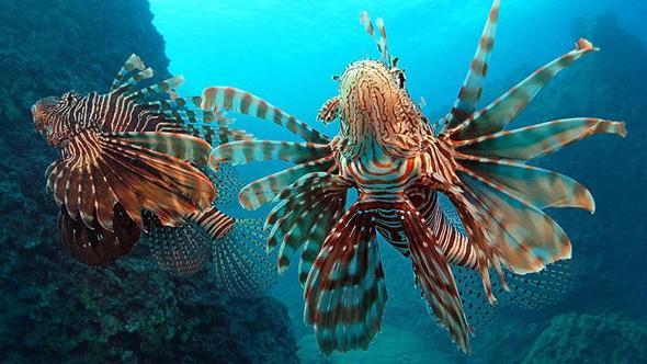 Akdeniz'deki istilacı türler, besin zincirinde çıkmaz yol oluşturuyor