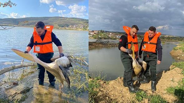 Barajda bitkilerin arasında mahsur kalan yaralı pelikanı itfaiyeciler kurtardı