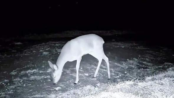 Ganos Dağı'nda fotokapanla kurt, karaca ve porsuk görüntülendi