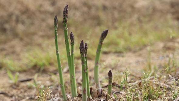 'Kuşkonmaz üretiminde İzmir'i birinci sıraya çıkarmak için gayret göstereceğiz'