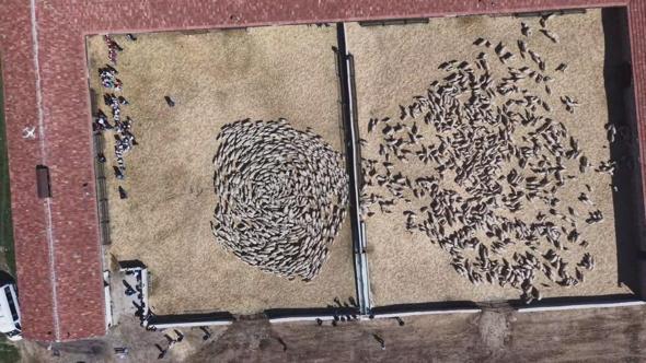 Kuzuların anneleri ile buluşması dron kamerasında