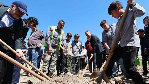 Taşınan her zeytin ağacı için yeni bir fidan: Milas'ta 4 bin fidan toprakla buluştu