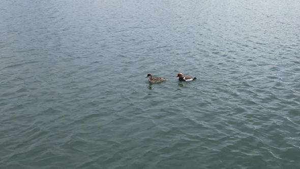 İlçeye ilk kez gelen 'elmabaşlar' için yuva çalışması