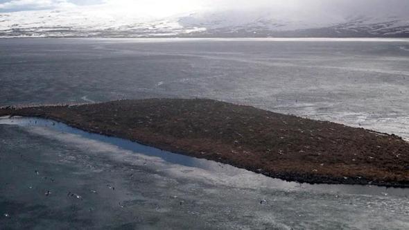 Çıldır Gölü, kuş cennetine döndü