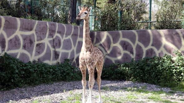 Türkiye’de doğan ilk zürafanın ismi anketle belli olacak
