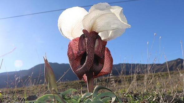 Kurt kulağı çiçekleri meraları süslüyor
