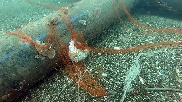 Temizlenen 'hayalet ağlar' ile 1,5 milyon deniz canlısı kurtarıldı