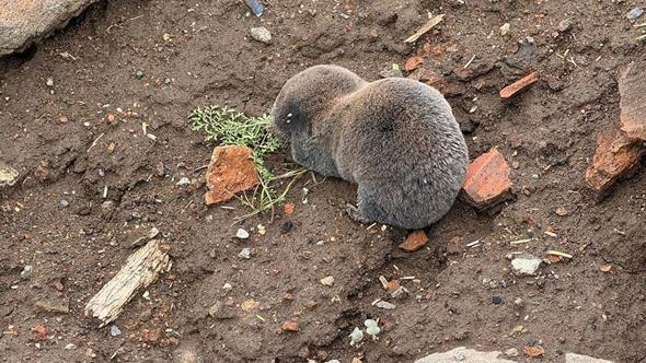 Sağanaklar sırasında yuvalarını su basan kör fareler yüzeye çıktı