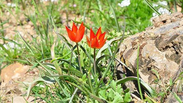 10 gün canlı kalabilen Manisa laleleri açtı, koparmanın cezası 699 bin TL