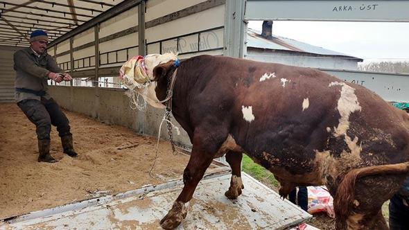 Erciş'te kurbanlık sevkiyatı batı illerine başladı