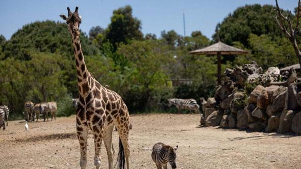 Annesini kaybeden zebra yavrusu 'Gözde’ye zürafalar sahip çıktı