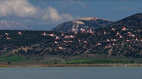 Yarışlı Gölü'ndeki flamingolar hayran bıraktı
