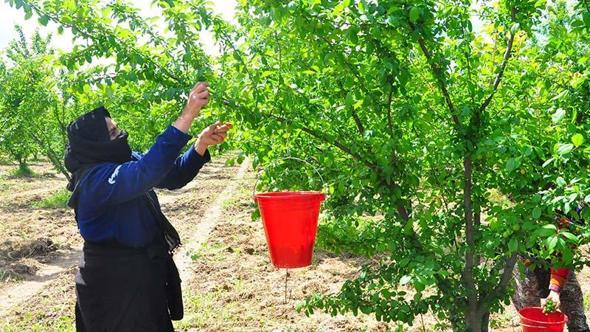 Manisa'nın 'dumanlı papaz eriğinde' hasat başladı