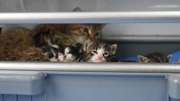 2 yavrusu olan kedi, sokakta bulunan 3 yavruya da sütannelik yapıyor