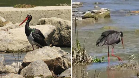 Nadir görülen karaleylek Bartın'da kayda alındı