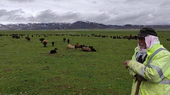 Kardan kapanan yaylalara çıkamayan besiciler, hayvanlarını ovada bekletiyor