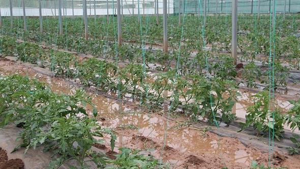 Sivas'ta su taşkınları; seralar ve tarım arazileri zarar gördü