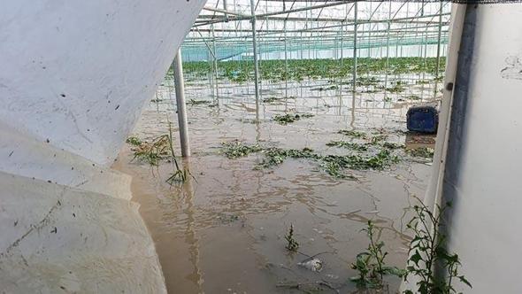 Amasya’da su taşkınları; seralar ve tarım arazileri zarar gördü