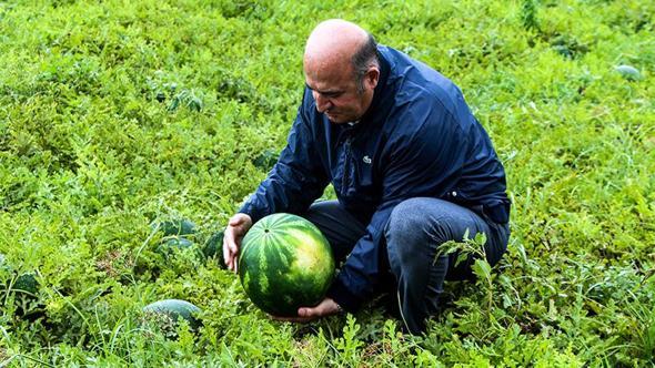Adana'da sezonun ilk karpuz hasadı başladı; tarlada kilosu 25 TL