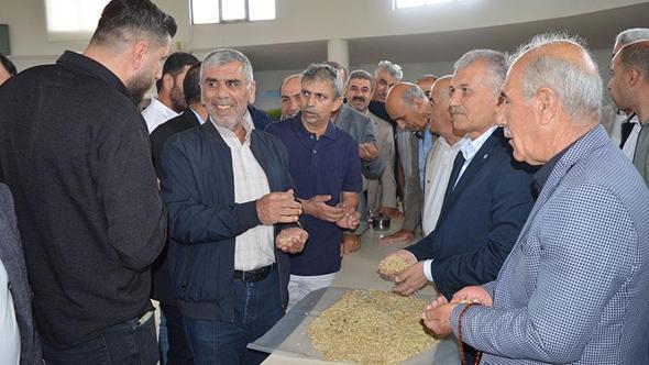 Mardin’de sezonun ilk arpa hasadını yapan çiftçi, gram altınla ödüllendirildi
