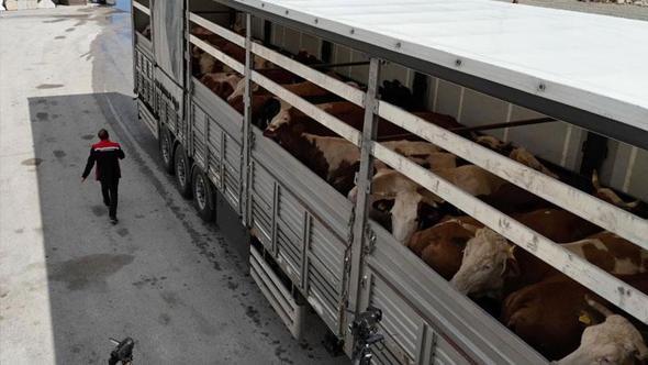Erzincan'da kurbanlık sevkiyatına sıkı denetim