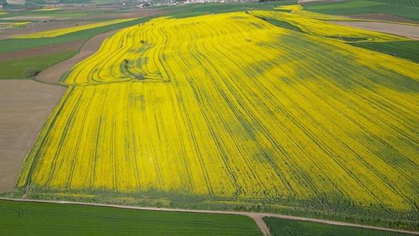 Tekirdağ'da buğday, arpa ve kanolada yüzde 30 verim artışı bekleniyor