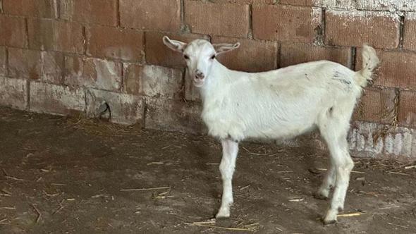Çanakkale’de 3 bacaklı doğan oğlak, yaşama tutundu
