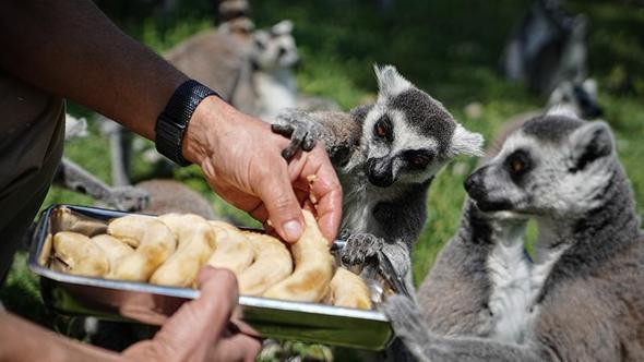Bursa Hayvanat Bahçesi'nde penguenler klimalı odalarda, lemurlar ise soğuk meyveyle serinliyor