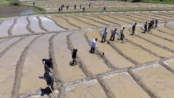 Bitlis’te imece usulü geleneksel çeltik ekimi başladı